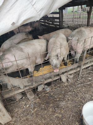 Porci si purcei de vanzare, diferite rase Bihor